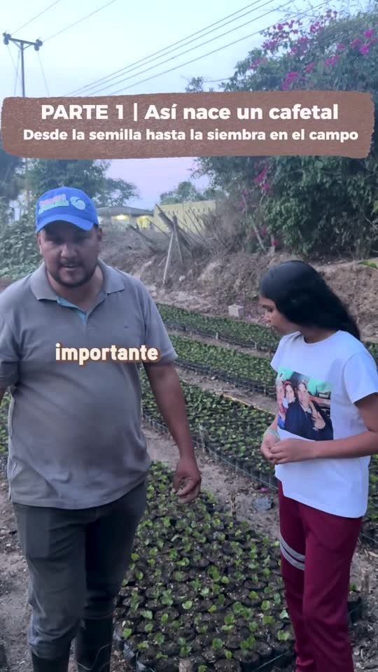 Primera parte de la serie: así nace un cafetal