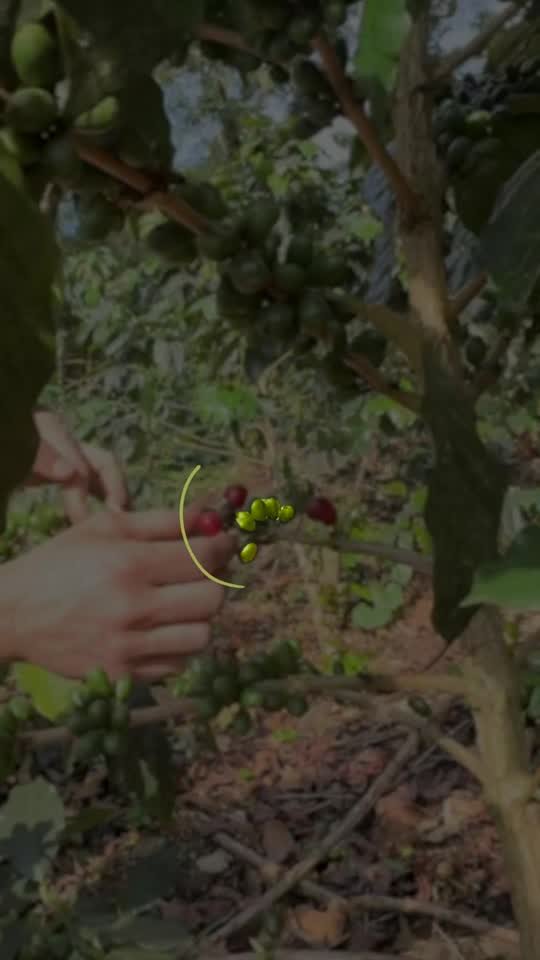 Racimo de café en la planta